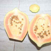 Carica papaya L.